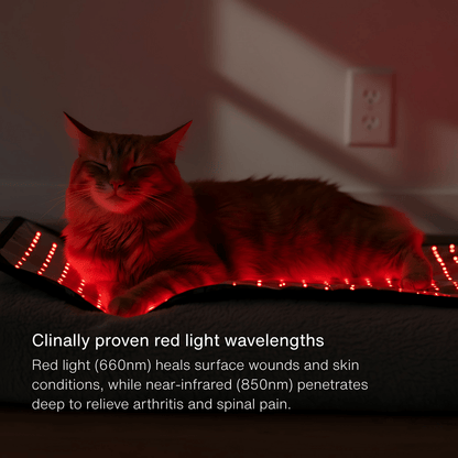 Redline Pet - Redline